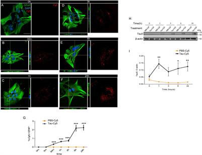 Extracellular Monomeric Tau Is Internalized by Astrocytes